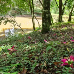 Flores de paineira caidas a beira do lago