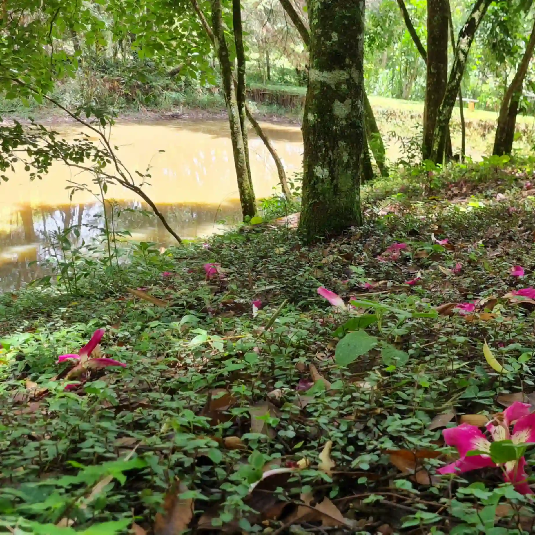 Lago do Cabanário cercado pela mata e por flores de paineira