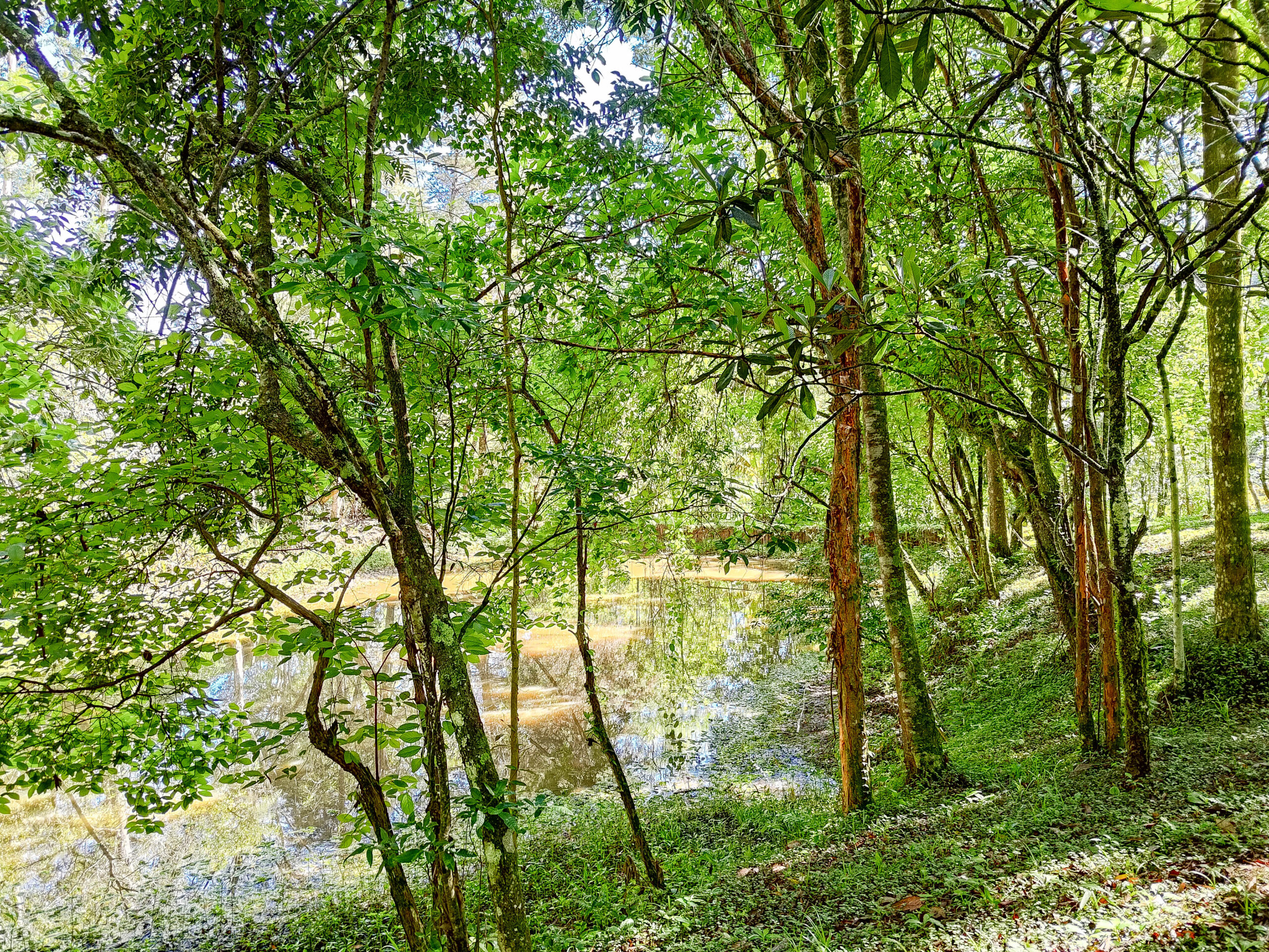 Lago do Sítio Cabanário refletindo a vegetação, um espaço de silêncio e paz absoluta na natureza.