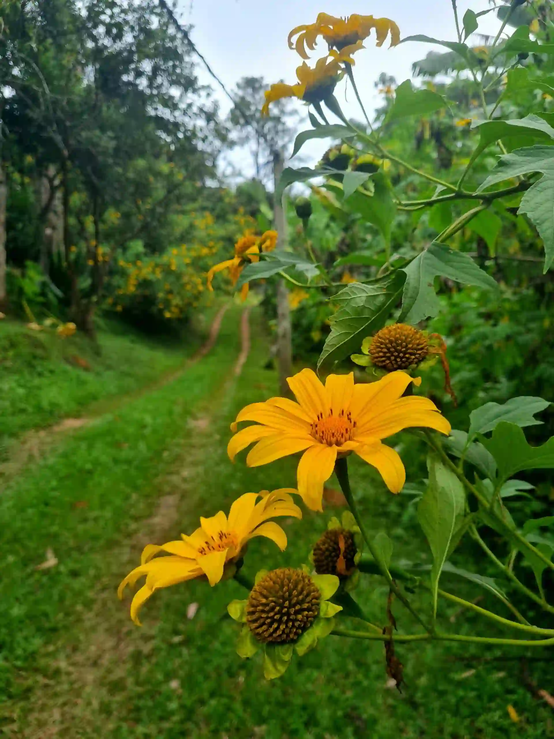 Caminhos do Cabanário ladeados por margaridões em flor, destacando o paisagismo natural e bucólico do sítio.