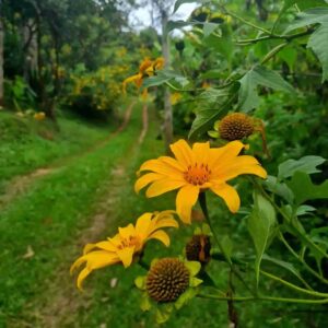 Margaridas no caminho de terra na casa de campo