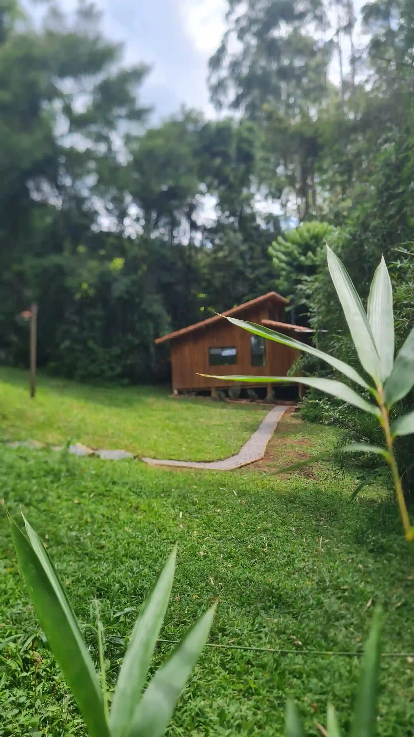 Um caminho que leva a uma cabana de madeira na mata