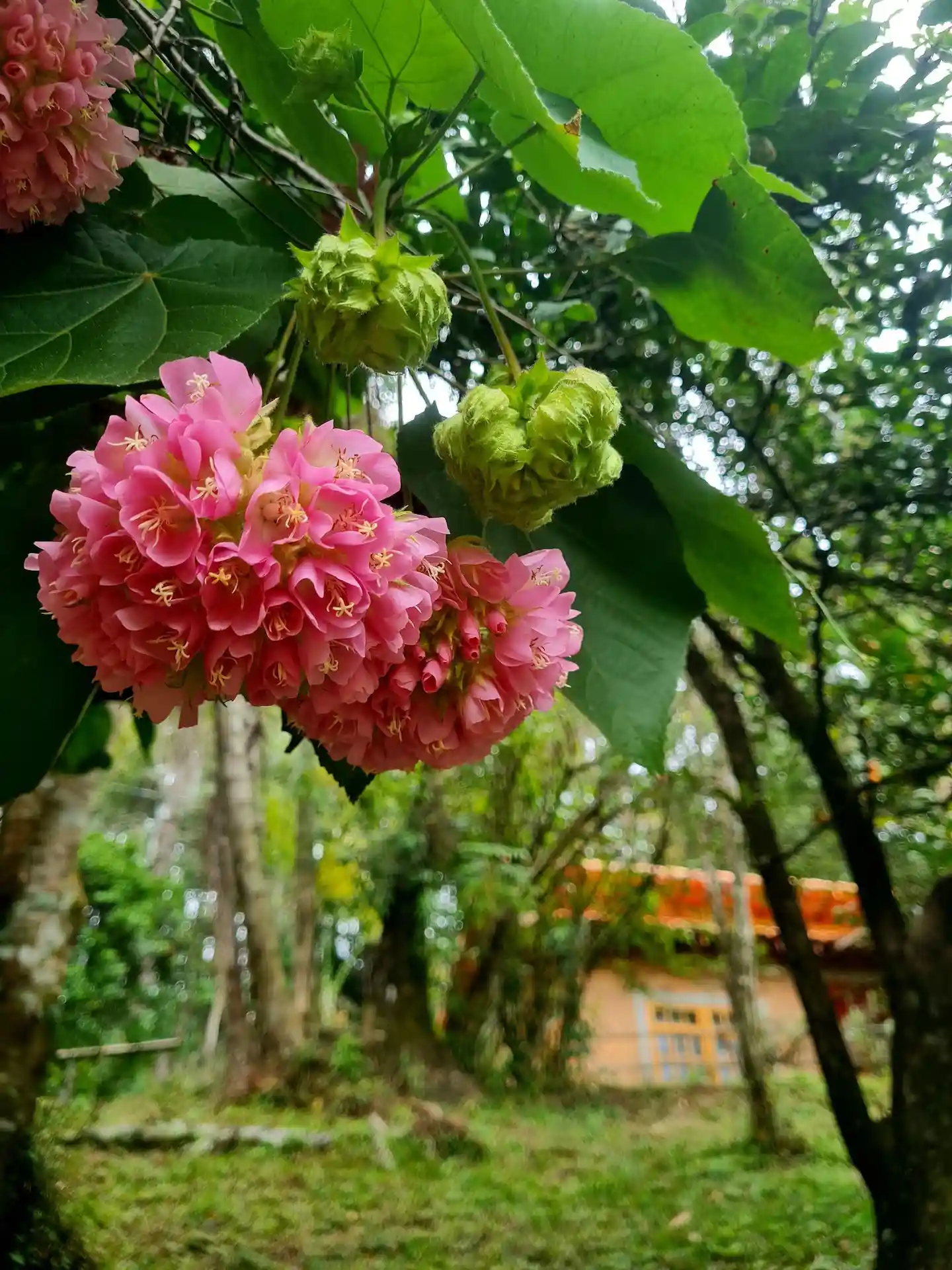 Casinha com as dombéias - astropéias