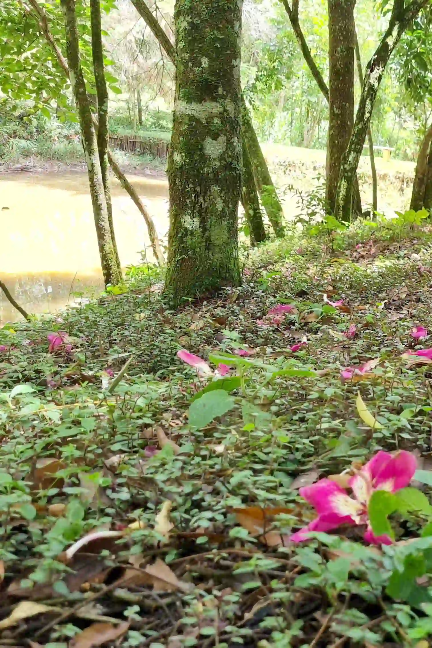 flores de paineira ao longo do lago no bosque